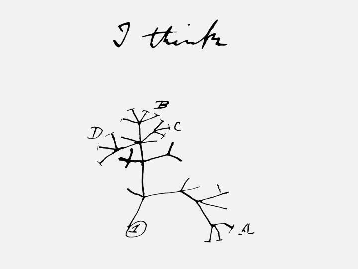 Darwins Tree of Life Drawing