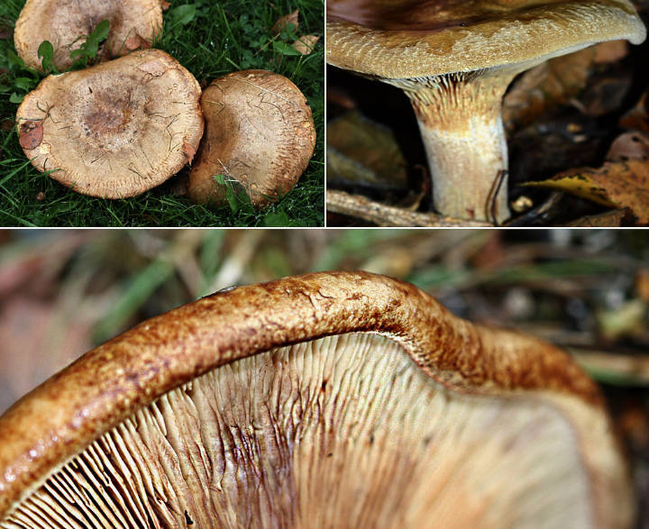 Fungi - The Rule of 3