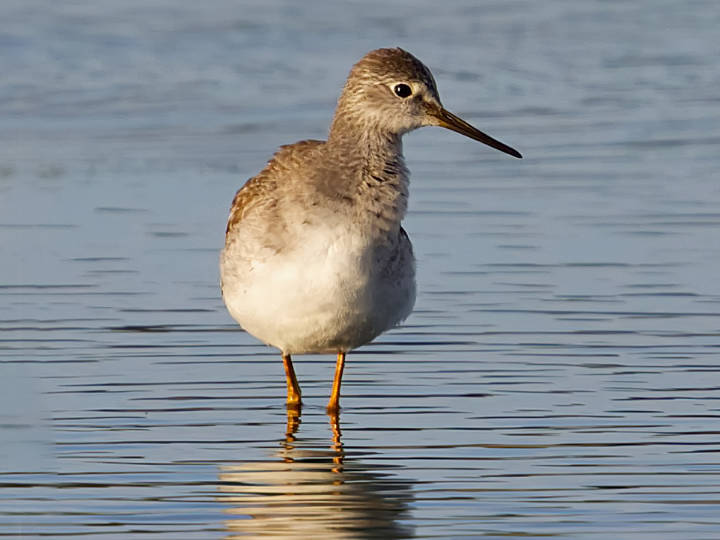 Lesser Yellowlegs