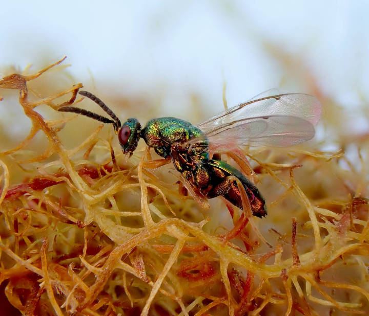 Torymus bedeguaris male emerging from Bedeguar Gall