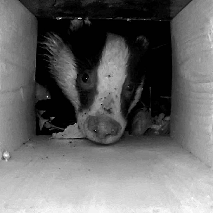 Badger