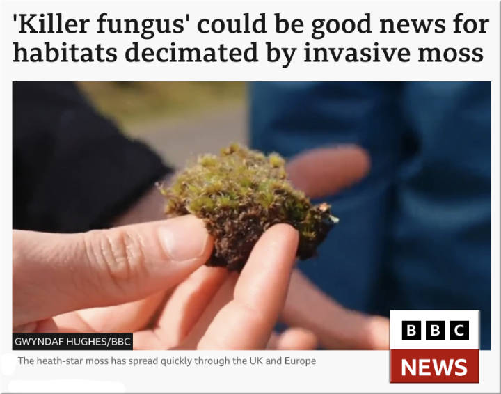 Killer fungus?