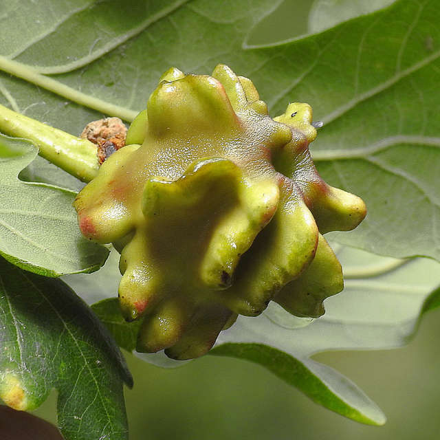 Knopper gall