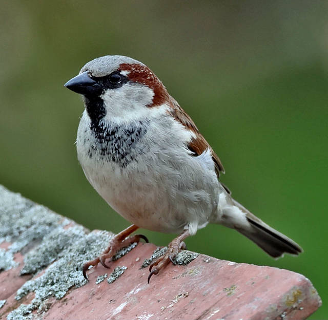 Male House Sparrow