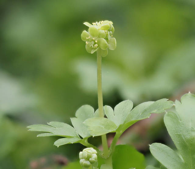 Moschatel