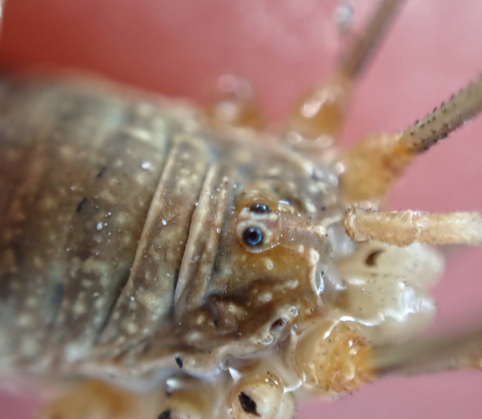A photo of the harvestman Opilio canestrinii.