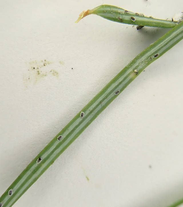 Sistentes on the underside of spruce needles