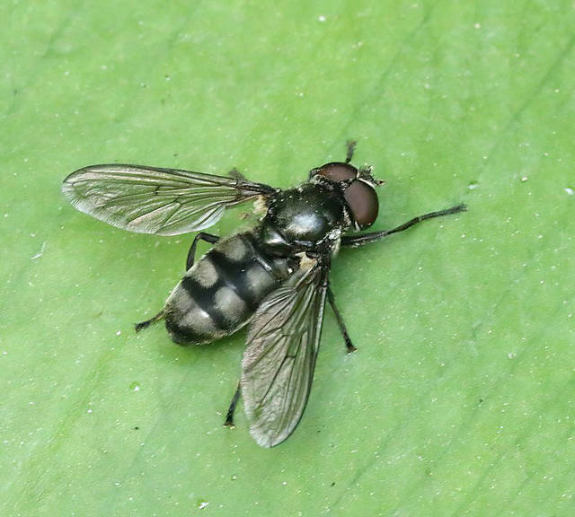 Portevinia maculata