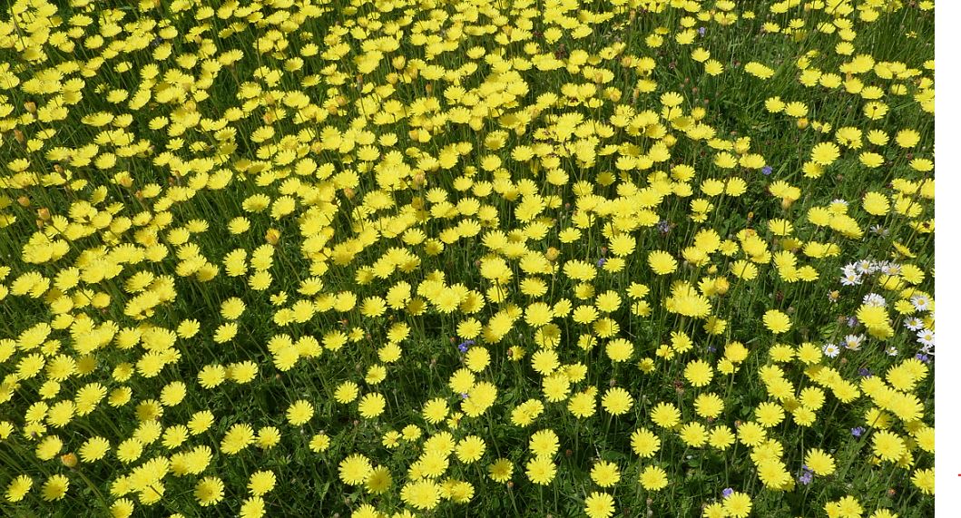 Mouse-ear Hawkweed