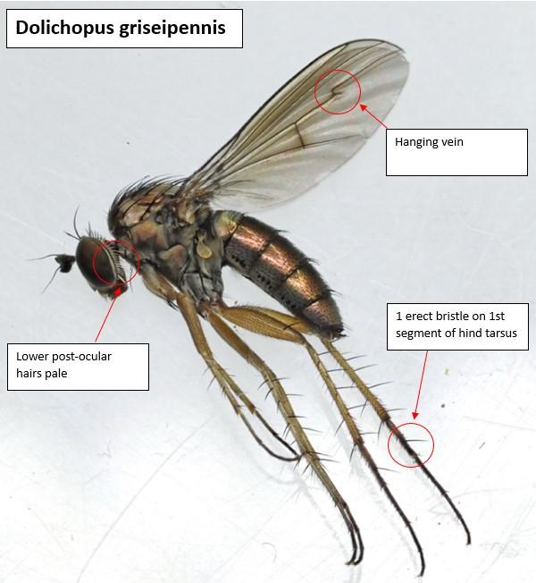 Dolichopus griseipennis