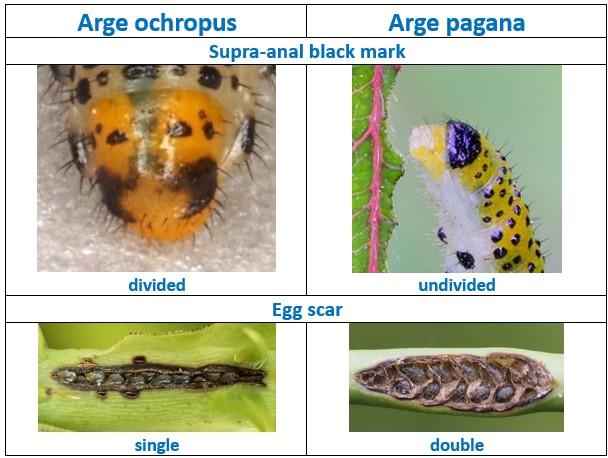 Arge ochropus vs pagana