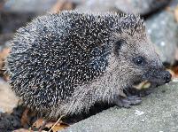 Hedgehog
