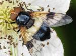 hoverfly