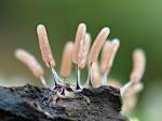 slime moulds