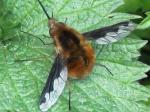 fly