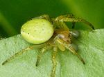 spiders