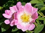 trees, shrubs & climbers