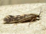 caddisflies