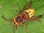 hornet