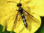 sawfly