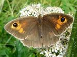 https://warehouse1.indicia.org.uk/upload/12/92/96/Meadow%20Brown%20(Maniola%20jurtina)%20female%20Field%20near%20Donkey%20Lane%20Sapcote%20SP%204857%209291%20(taken%2021.6.2009).JPG