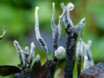 fungi